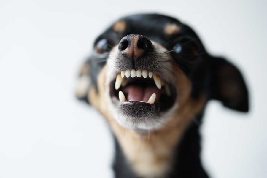 Petit chien mignon qui montre un peu d'agressivité