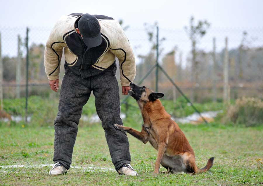 Souvent les chiens familier sont les plus susceptibles d'être dangereux ou agressifs car leurs gardiens dépassent souvent les limites de leurs compagnons