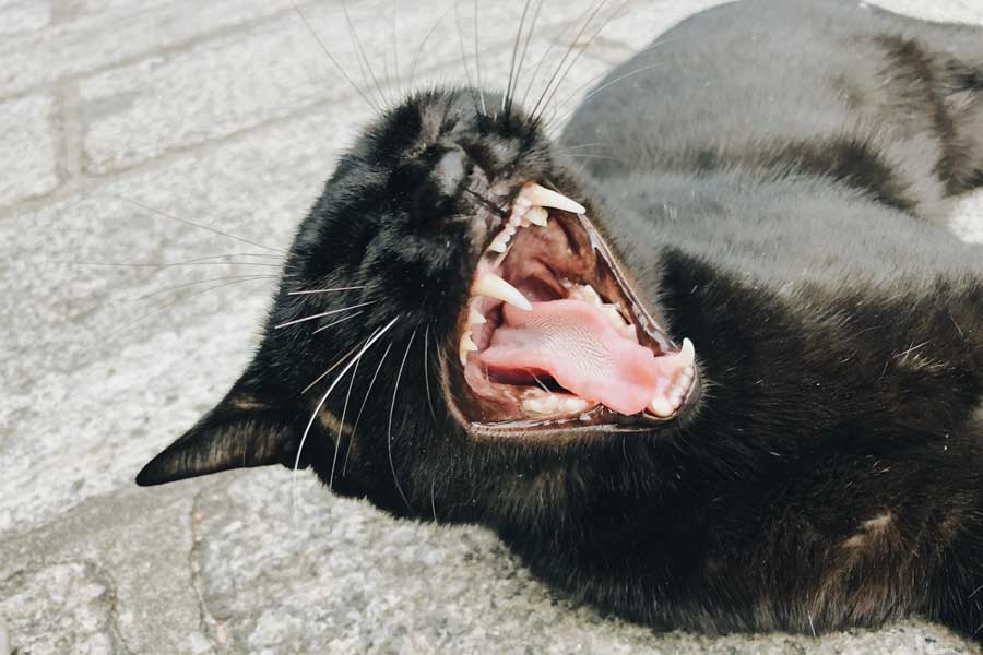 chat noir qui miaule