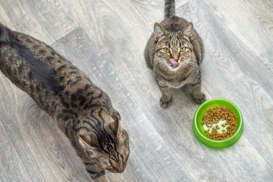 deux magnifiques chats en train de manger des croquettes saines et riches Quaty petfood