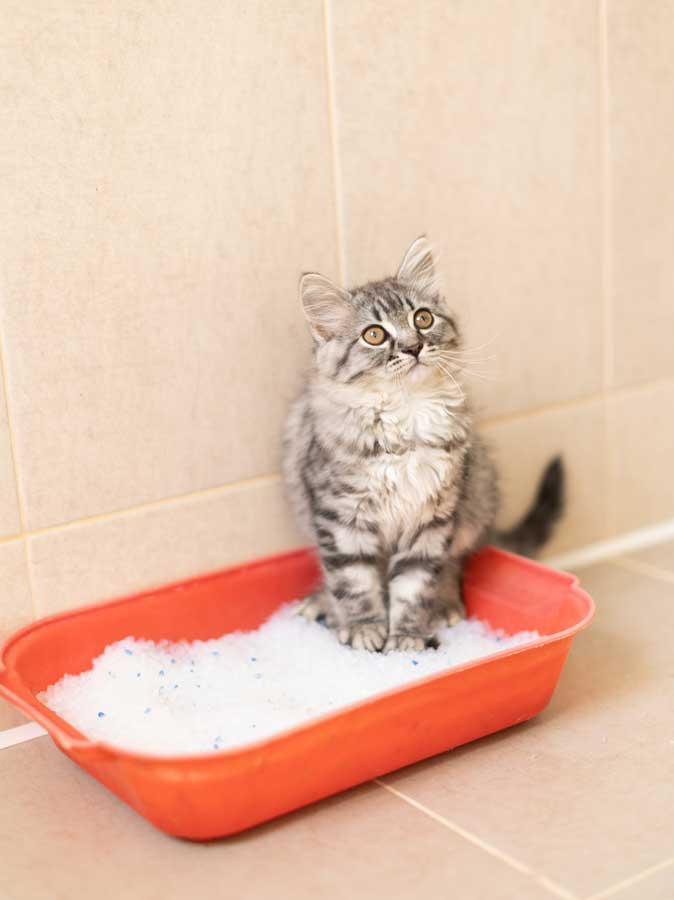 Quelle litière pour un chat d'appartement ? Exemple de la litière de type en cristaux ou de silice