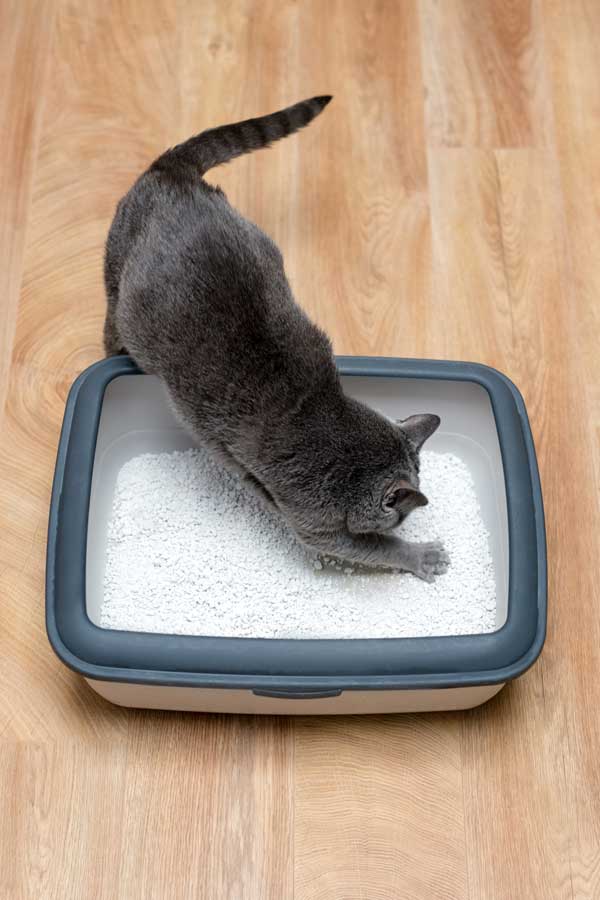 Quelle litière pour un chat d'appartement : exemple de la litière minérale