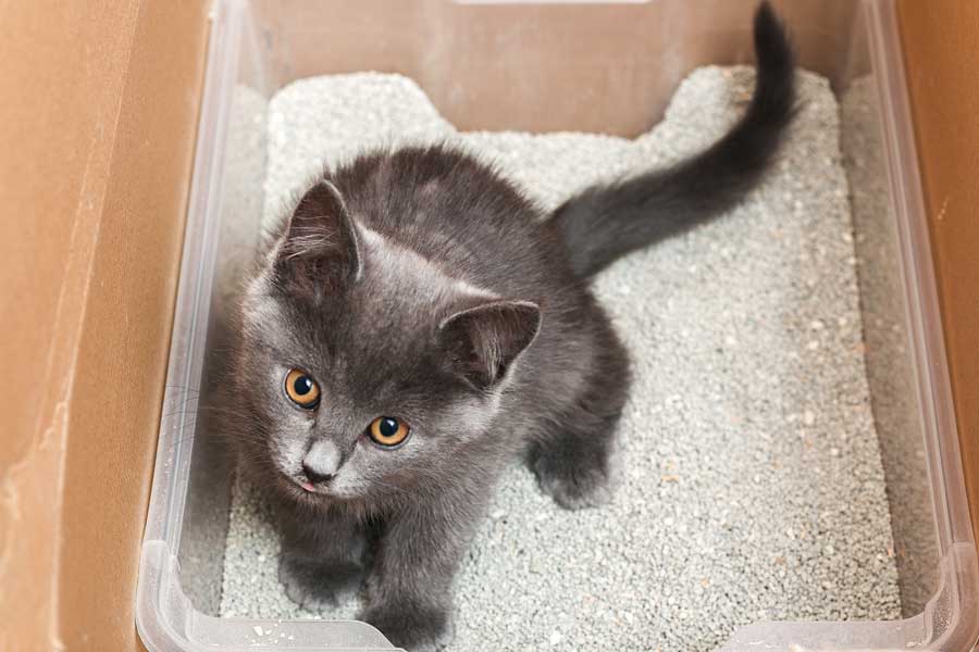 Quelle litière pour un chat d'appartement ? Exemple de la litière de type agglomérante