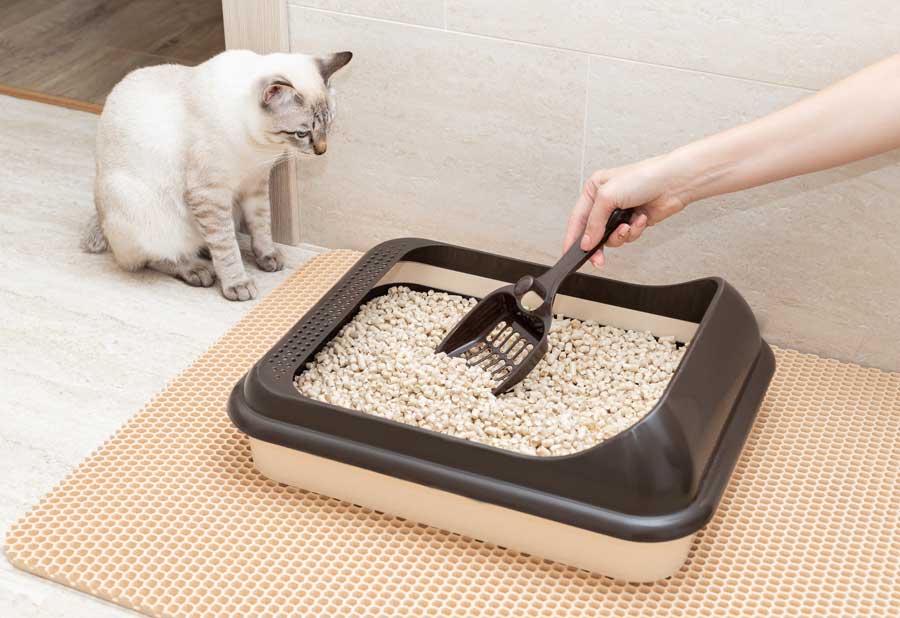 à quelle fréquence faut il nettoyer la litière de votre chat d'appartement