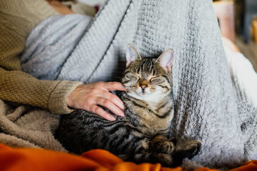 Voici nos derniers conseils pour choisir la litière la plus adaptée à votre chat d'appartement