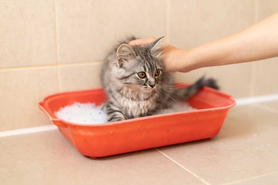 quelle litière pour un chat d'appartement ? il faut d'abord choisir le bon bac à litière pour votre matou