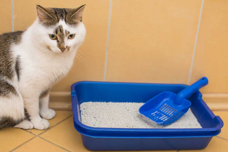 Quelle litière pour un chat d'appartement