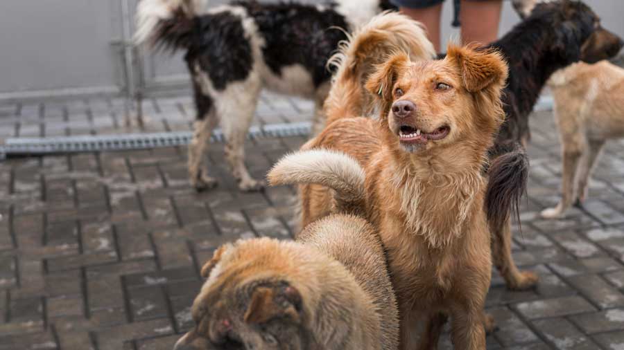 Prévenez les puces grâce à nos remèdes de grand-mère anti-puce pour chien