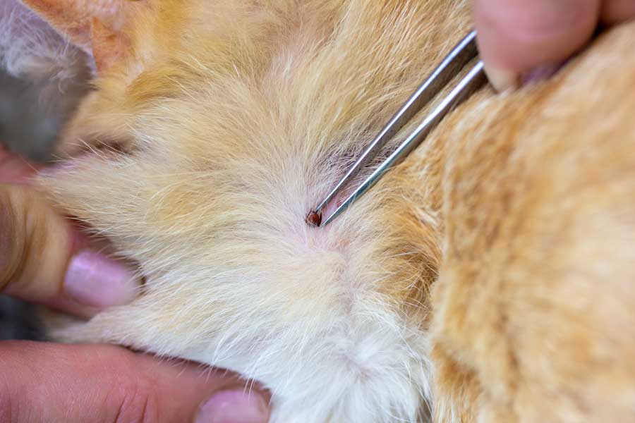 Les remède de grand-mère anti-puces sont une solution économique pour prévenir les puces chez votre chien et veiller à son bien-être