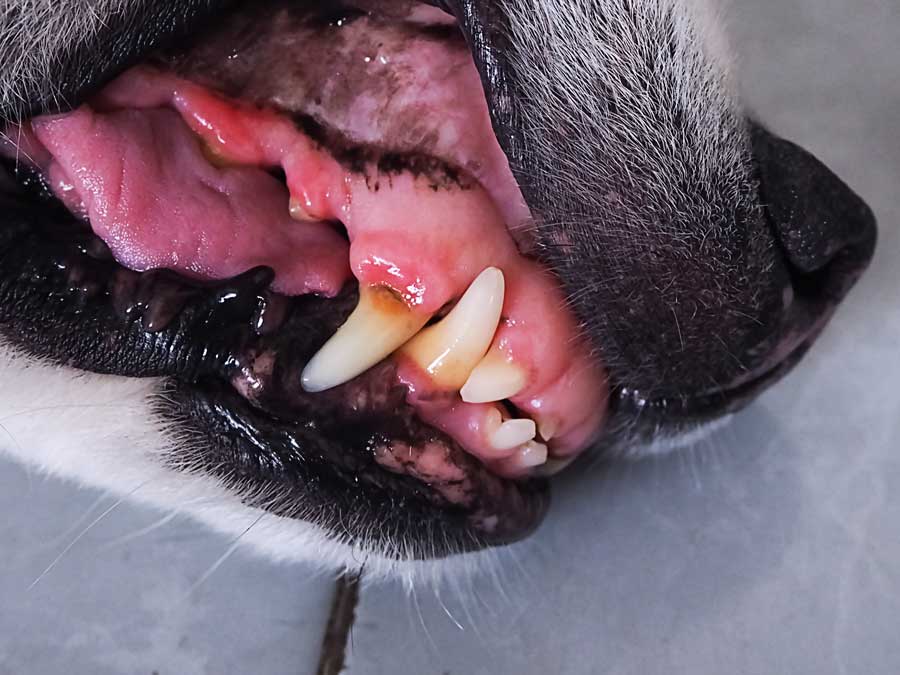 Il faut faire attention à l'hygiène bucco dentaire de votre chien car il peut développer une parodontite par exemple