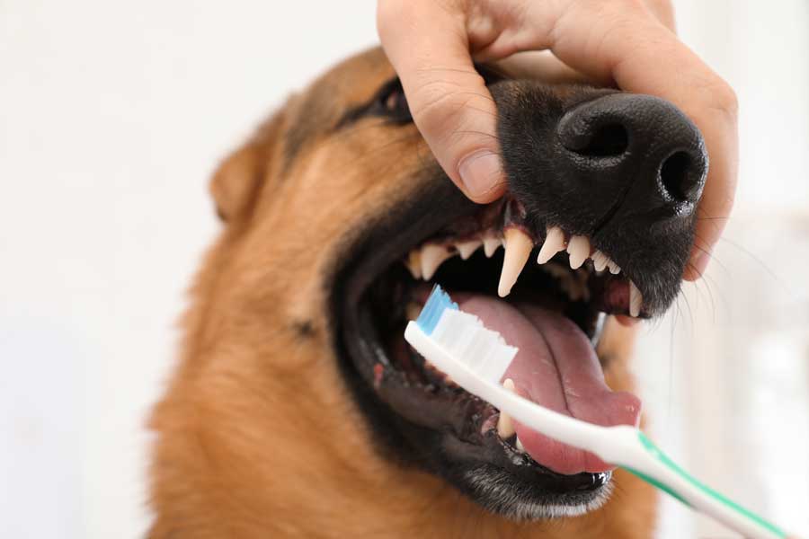 Évitez un problème dentaire chez le chien en brossant régulièrement ses dents