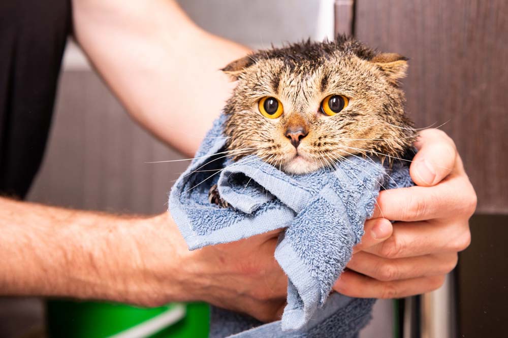 Pour laver son chat il faut le rincer doucement