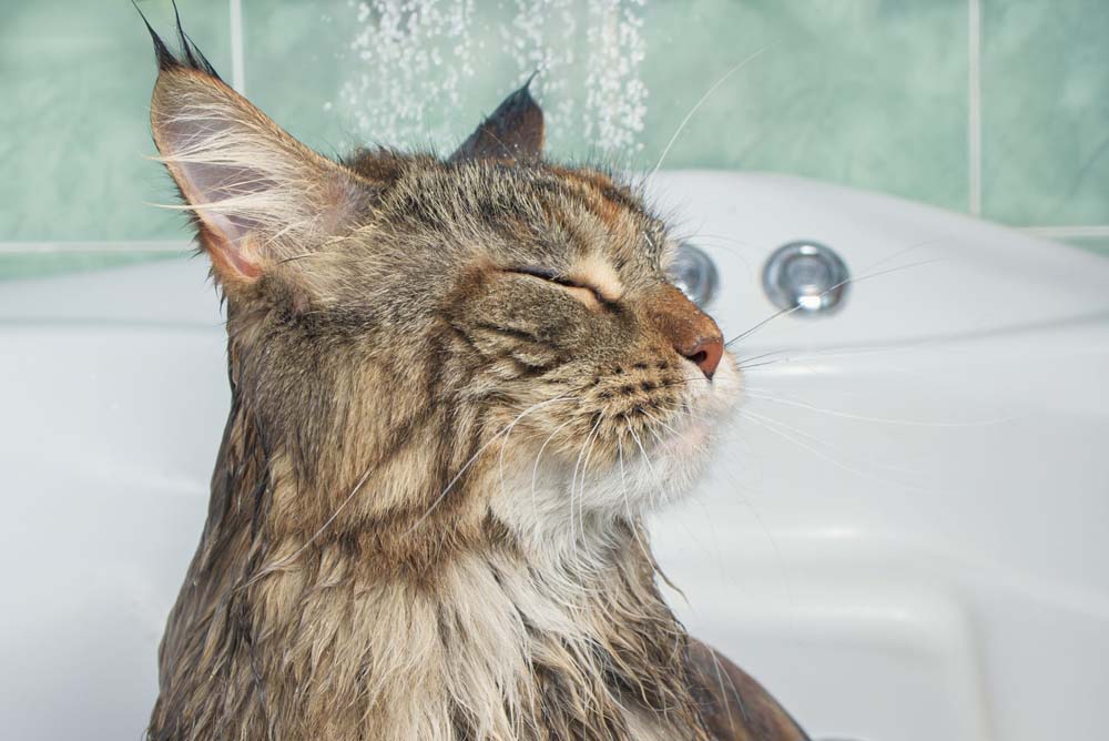 Mouiller le chat pour le bain