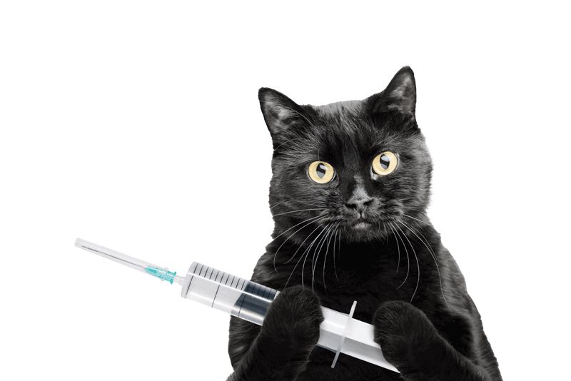 Passionnés de chat ou chien au maroc, il est important de veiller à la santé et à l'hygiène de vos compagnons