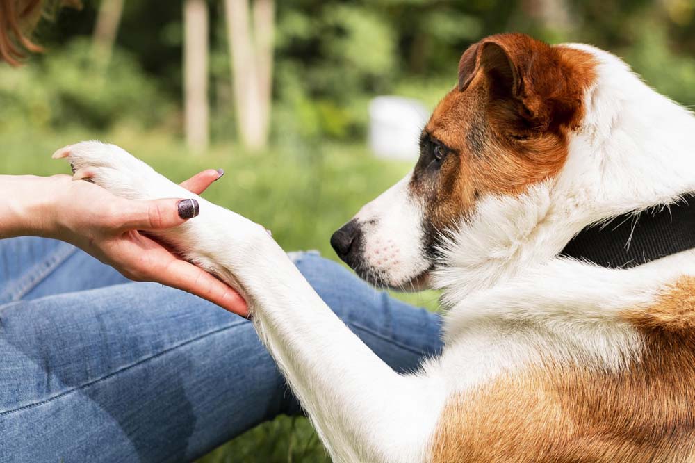 pourquoi devriez-vous jouer avec votre chien ?
