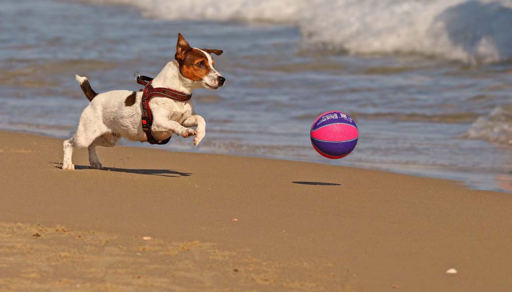 jouer avec votre chien au bord de la mer avec un ballon pour s'amuser et faire de l'effort physique