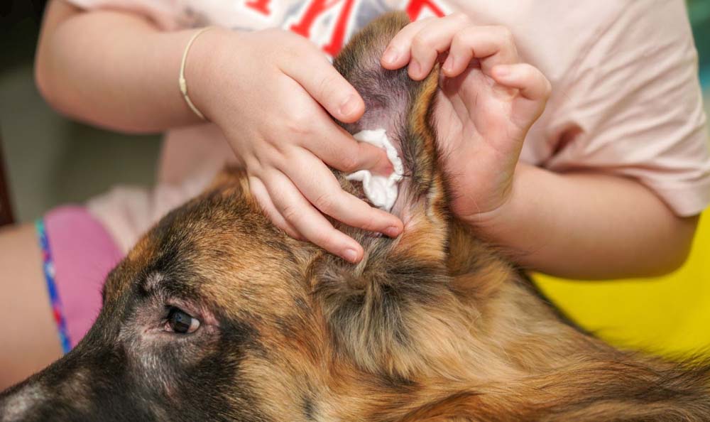 Entretenir son chien c'est nettoyer régulièrement ses oreilles