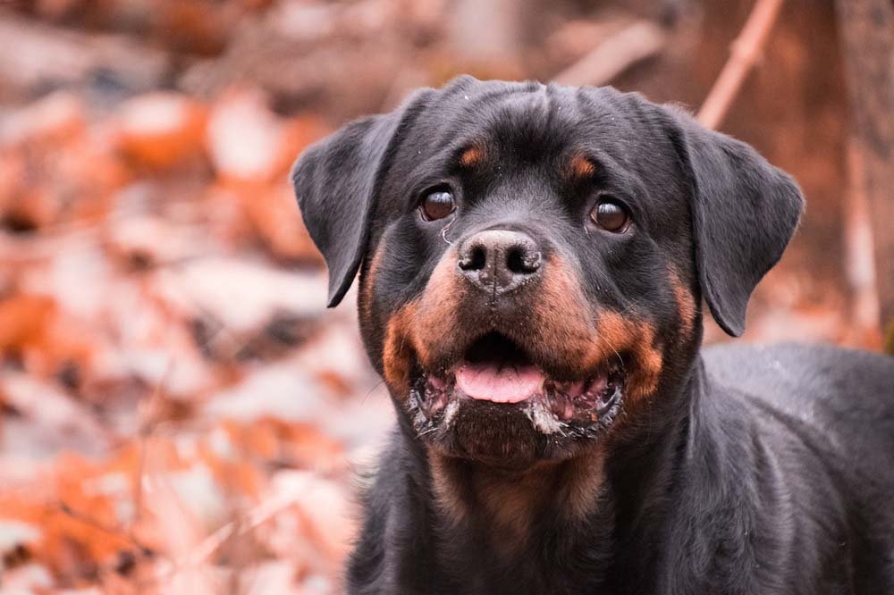 Les chiens les plus dangereux : exemple du Rottweiler