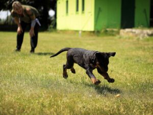 Chien heureux qui joue et court avec son gardien dans un jardin