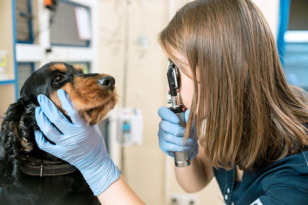 Comment détecter un problème dentaire chez le chien